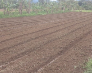 agricultura1_(398).jpg