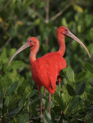 Antonina promove programação especial do Global Big Day na Reserva Natural Guaricica