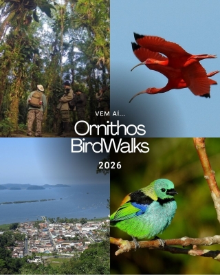 Antonina recebe o 1º Ornithos BirdWalks com passeio gratuito para observação de aves neste domingo