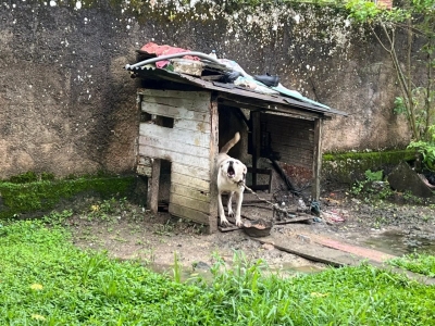 Prefeitura de Antonina realiza ação contra maus-tratos a animais