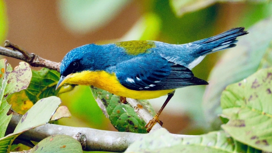 Turismo de natureza é  destaque em Antonina
