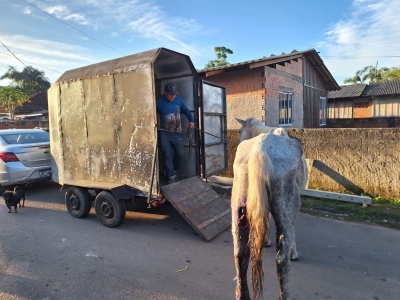 Equipe da Secretaria Municipal de Meio Ambiente age rapidamente para resgatar égua vítima de maus-tratos