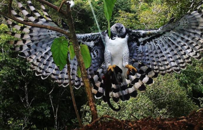 Antonina e Itaipu unem forças para reintroduzir a harpia e impulsionar a conservação e o ecoturismo