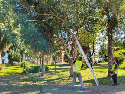 Prefeitura de Antonina realiza podas preventivas em praças da cidade